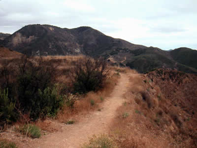 Image Number Six