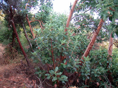 Image Number Five