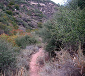CAM006 Bottom of canyon