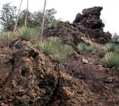 CAM008 Serpentine rock formations