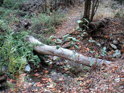 Image Number Nine