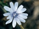   Chicory Blue Sailors  