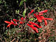   Honeysuckle Penstemon  