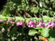   Rose Snapdragon  