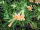   Bush Monkey Flower  