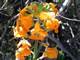   Douglas Wallflower  