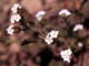   Cleveland's Cryptantha  