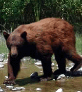 Black Bear