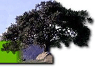 San Marcos Foothills Coalition