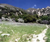 RAT012 High meadow