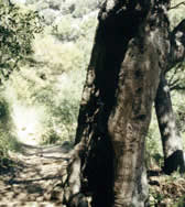 RAT009 Large hollow tree