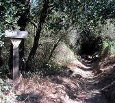 SYT008 Trail leaves fire road