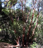 TEQ009 Madrone trees
